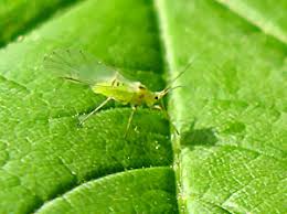 Attēlu rezultāti vaicājumam “Drepanosiphum platanoidis exuvia”