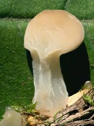 Attēlu rezultāti vaicājumam “Reticularia lycoperdon young”