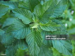 Attēlu rezultāti vaicājumam “Amaranthaceae”