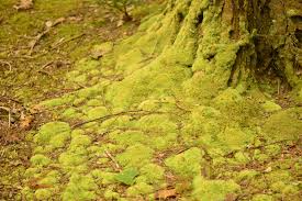 Attēlu rezultāti vaicājumam “Leucobryum juniperoideum”