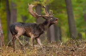 Attēlu rezultāti vaicājumam “Dama dama”