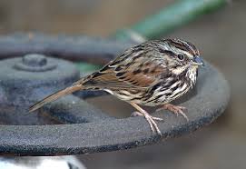 Image result for Melospiza melodia