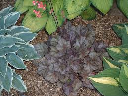 Image result for Heuchera `Swirling Fantasy`