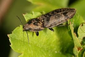 Attēlu rezultāti vaicājumam “Prosternon tessellatum”