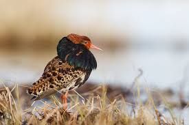 Attēlu rezultāti vaicājumam “Philomachus pugnax”