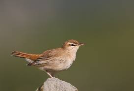 Image result for Cercotrichas galactotes