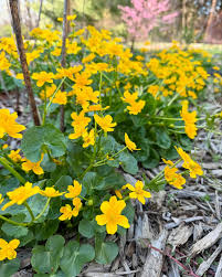 Attēlu rezultāti vaicājumam “Caltha palustris fruit”