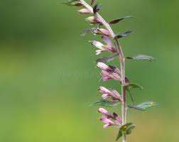 Attēlu rezultāti vaicājumam “Odontites vulgaris flower”