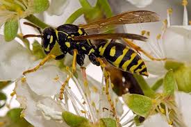 Attēlu rezultāti vaicājumam “Polistes nimpha”