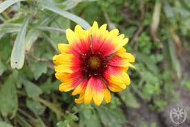 Image result for Gaillardia `Kobold`