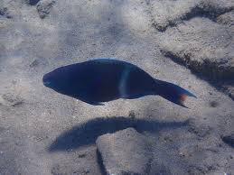 Image result for Scarus fuscopurpureus