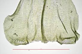 Attēlu rezultāti vaicājumam “Eurhynchium striatum”