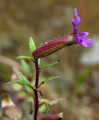 Attēlu rezultāti vaicājumam “Lythraceae”