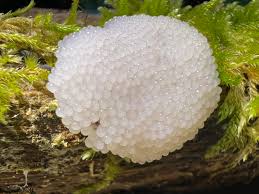 Attēlu rezultāti vaicājumam “Stemonitis marjana stalked”