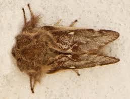 Attēlu rezultāti vaicājumam “Eriogaster lanestris”