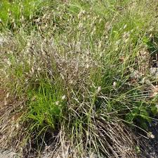 Attēlu rezultāti vaicājumam “Carex montana”