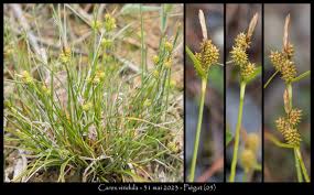 Attēlu rezultāti vaicājumam “Carex viridula”