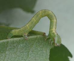 Attēlu rezultāti vaicājumam “Cabera pusaria”