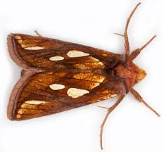 Attēlu rezultāti vaicājumam “Plusia festucae”