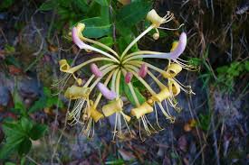 Attēlu rezultāti vaicājumam “Lonicera caprifolium”