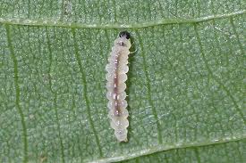 Attēlu rezultāti vaicājumam “Roeslerstammia erxlebella”