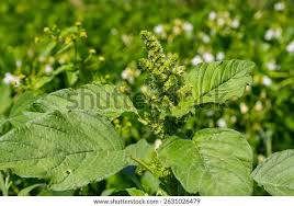 Attēlu rezultāti vaicājumam “Amaranthus retroflexus flower”