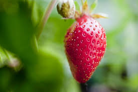 Attēlu rezultāti vaicājumam “Fragaria x ananassa fruit”