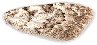 Attēlu rezultāti vaicājumam “Nola confusalis”