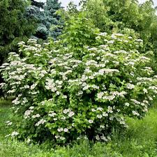 Attēlu rezultāti vaicājumam “Viburnum opulus”