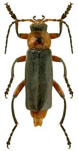 Attēlu rezultāti vaicājumam “Cantharis rustica”