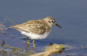 Image result for Calidris minutilla