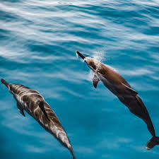 Image result for Durley Dolphin Diver