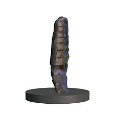 Attēlu rezultāti vaicājumam “Endoceras”