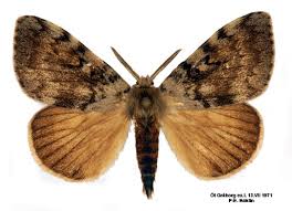 Attēlu rezultāti vaicājumam “Lymantria dispar”