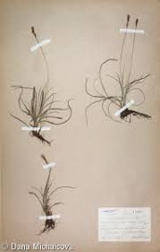 Attēlu rezultāti vaicājumam “Carex caryophyllea fruit”