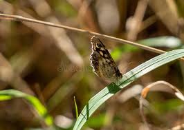 Attēlu rezultāti vaicājumam “Pararge aegeria underside”