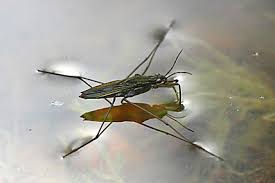 Attēlu rezultāti vaicājumam “Gerridae imago”