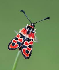 Attēlu rezultāti vaicājumam “Coenonympha arcania underside”