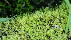 Attēlu rezultāti vaicājumam “Drepanocladus polygamus”