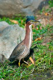 Image result for Butorides virescens