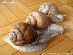 Attēlu rezultāti vaicājumam “Helix pomatia”