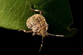 Attēlu rezultāti vaicājumam “Badhamia bethelii macro”