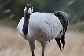 Attēlu rezultāti vaicājumam “Grus grus”