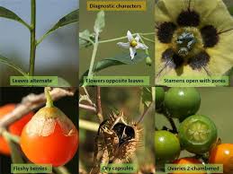 Attēlu rezultāti vaicājumam “Solanaceae”