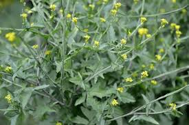 Attēlu rezultāti vaicājumam “Sisymbrium volgense flower”