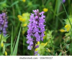 Attēlu rezultāti vaicājumam “Dactylorhiza majalis subsp. baltica”