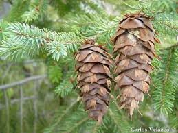 Attēlu rezultāti vaicājumam “Pseudotsuga menziesii fruit”