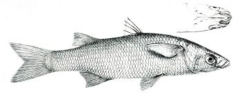 Image result for Pseudomyxus capensis