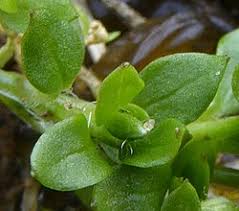 Attēlu rezultāti vaicājumam “Stellaria pallida”