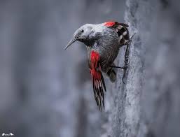 Image result for Tichodroma muraria